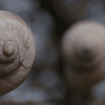 Bewegend plaatje met twee slakkenhuizen, waarbij beurtelings de linker en de rechter scherp te zien is (en de ander onscherp)