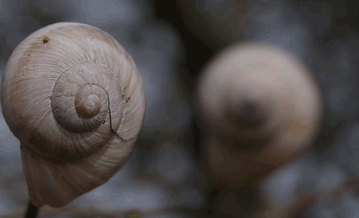 Bewegend plaatje met twee slakkenhuizen, waarbij beurtelings de linker en de rechter scherp te zien is (en de ander onscherp)